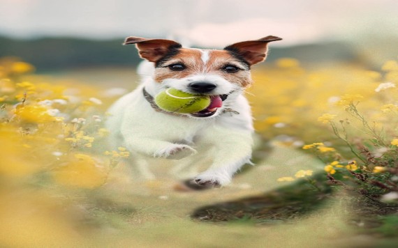 Implementan nuevas reglas Pet Friendly en plaza La Isla