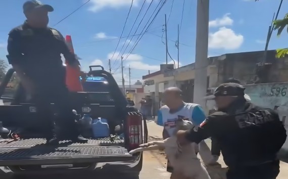 Aseguran a perros tras ataque de mujer en la Bojórquez