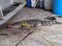 Cocodrilos aparecen en  zonas urbanas