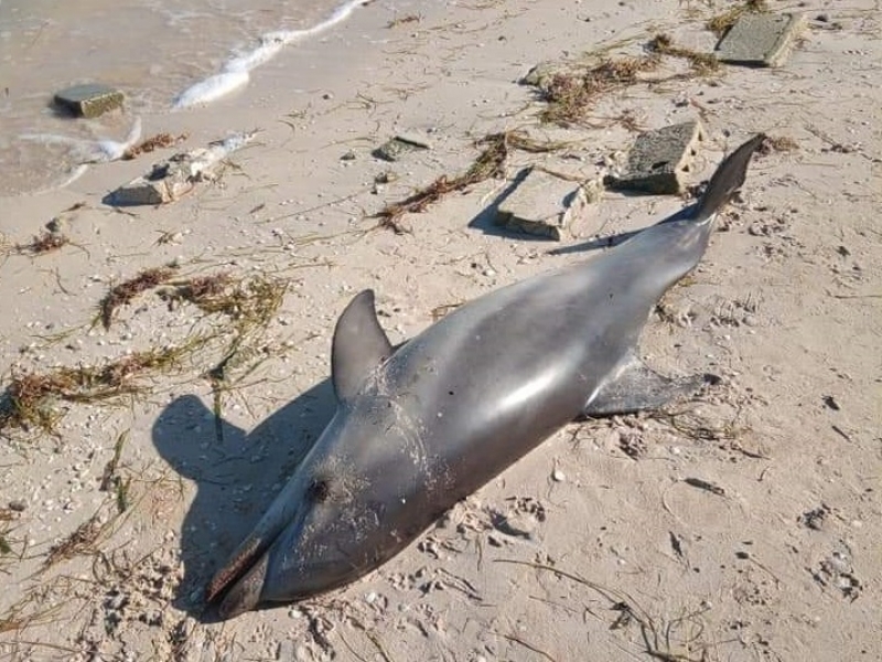 Delfín muerto recala en playa de San Crisanto