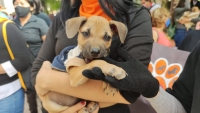 Persisten biocidios en Centro de Control Canino y Felino de Mérida: activistas