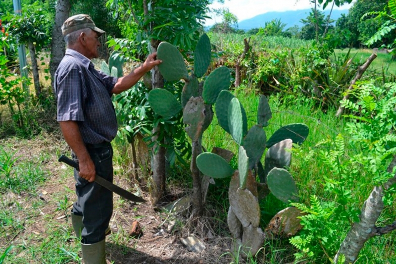 Baba de nopal, efectiva para la piel y en medicamentos