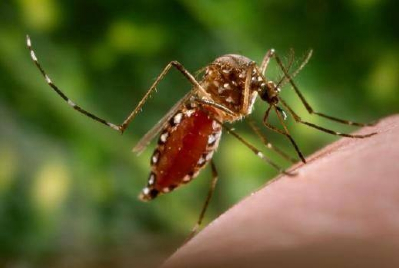 Aumentan casos de dengue en la entidad