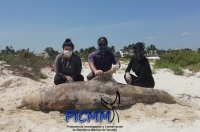 Hallan muerto otro delfín en playas de Uaymitún