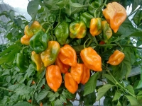 Impulsan denominación de origen del chile habanero