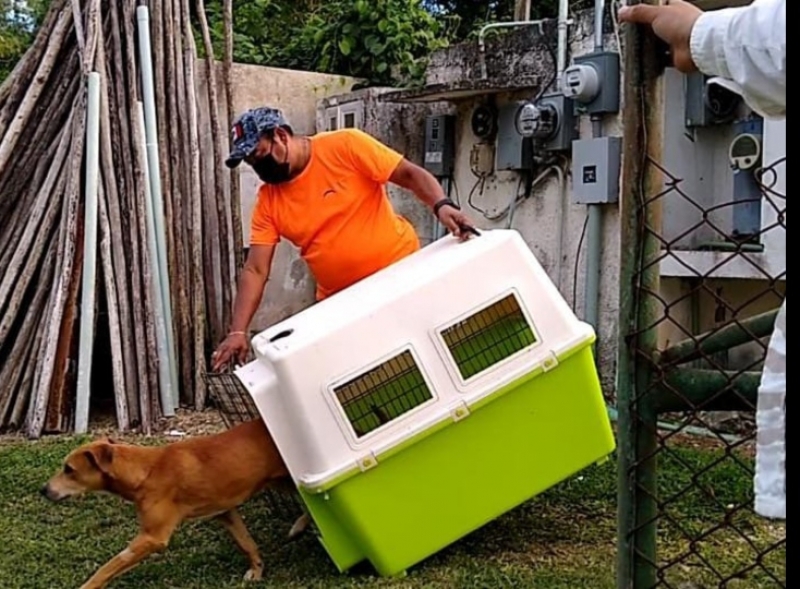 Perro rescatado en Chichén Itzá regresa a urbe maya