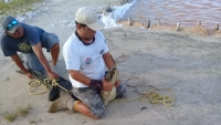 Liberan en Ría Lagartos a cocodrilo capturado en El Cuyo