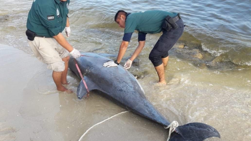 Recala delfín muerto en playas de Chelem