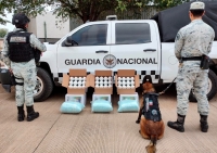 Asegura GN 600 mil pastillas de fentanilo en Sinaloa 