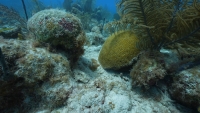 Alertan depredación y destrucción de corales en Arrecife Alacranes