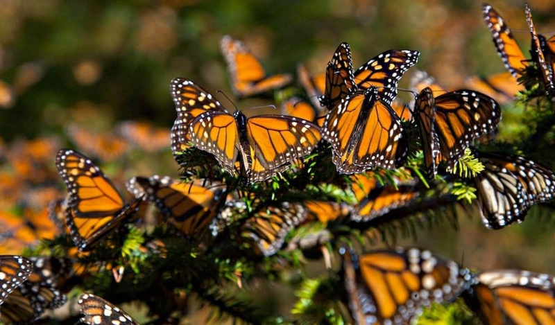 En riesgo, la migración de la mariposa monarca