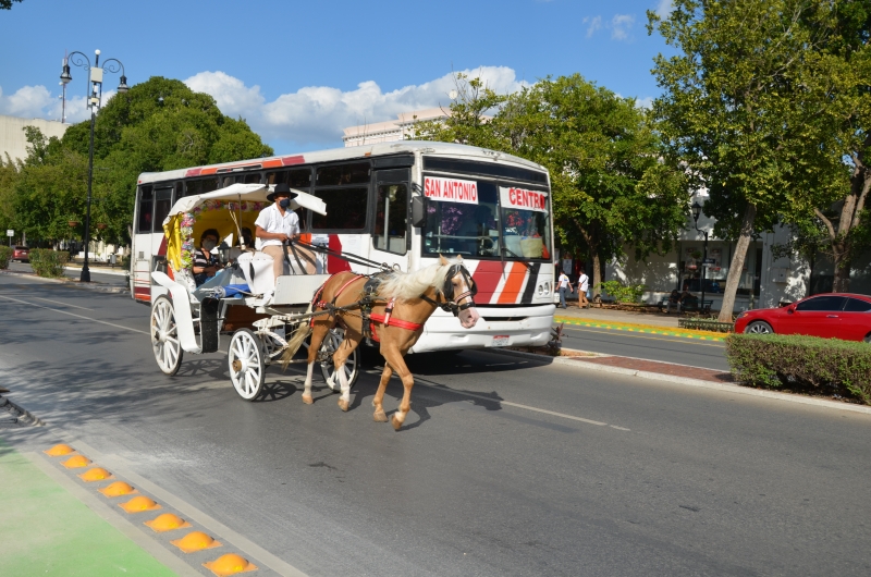 Buscan alternativas para mejorar condiciones de caballos "caleseros"