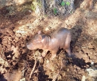 Nace hipopótamo en Zoologico Animaya