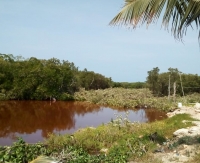 Denuncian mega ecocidio en manglares del oriente yucateco