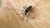 Siguen al alza casos de dengue en Yucatán