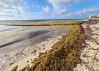 Monitorean avance del sargazo en mar y costas de Quintana Roo