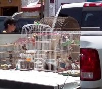 Profepa asegura aves exóticas en Mercado Lucas de Gálvez