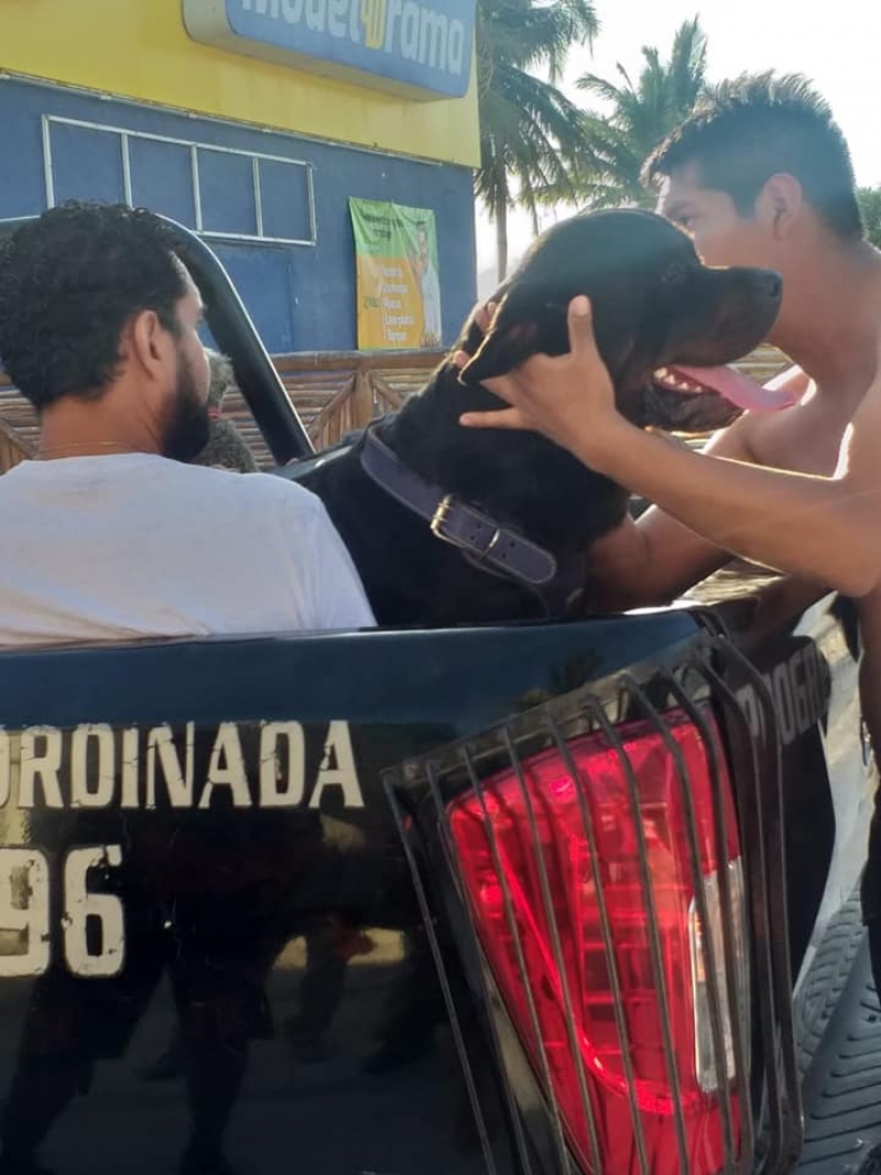 Perro ataca a niño en malecón de Progreso
