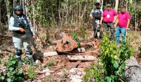 Clausura Profepa obras en área  natural  de Bala’an k´aax