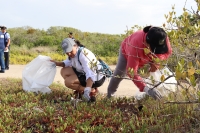 Voluntarios limpian manglares
