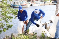 Limpian manglares en Dzilam de Bravo