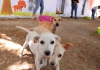 Prohíben dejar comida para animales en la vía pública