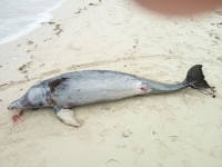 Recala delfín muerto en Progreso