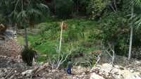 Sigue impune delito ambiental en cenote de Tizimín