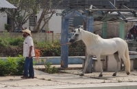 Aurigas denuncian persecución por grupos de animalistas