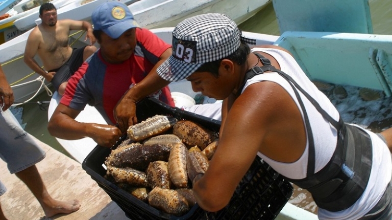 Temporada de pepino de mar no beneficiará a pescadores