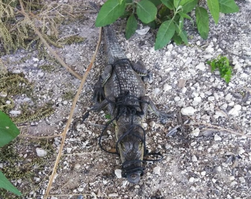 Cocodrilo ataca a hombre en Progreso