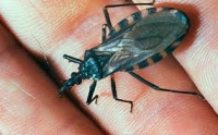 Especialista recomienda fumigar predios ante mal de Chagas