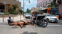 Se desploma caballo en la avenida Colón