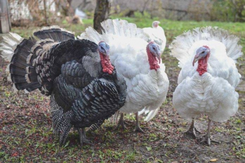 Incrementaría hasta un 70% venta de pavos a mediados de diciembre