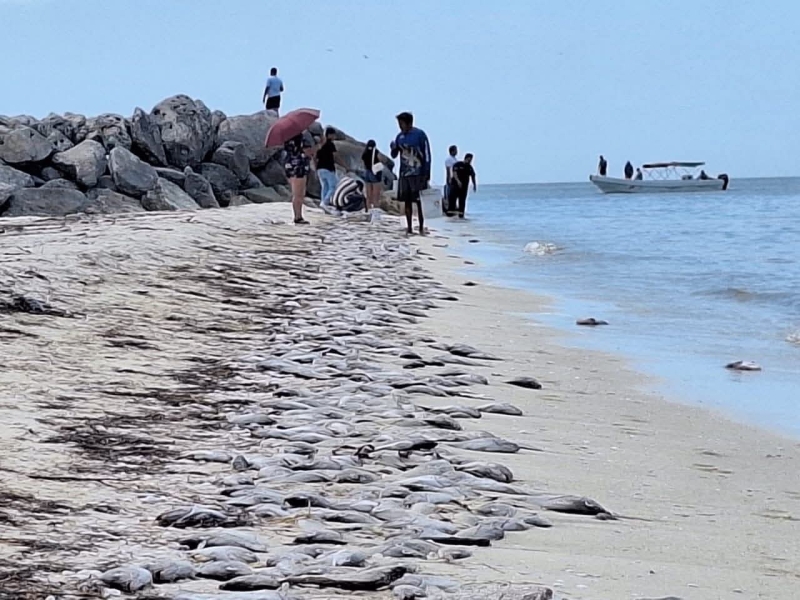 Comité de Marea Roja actualiza señalización en playas yucatecas