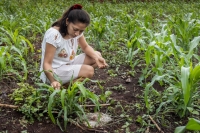 Reconoce FAO Milpa Maya como Patrimonio Agrícola Mundial