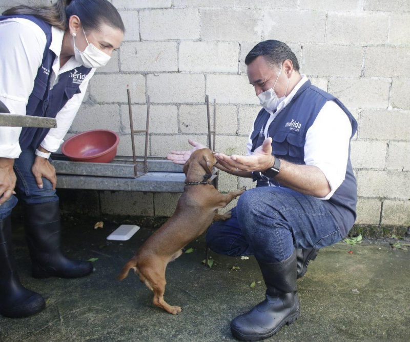 Ayuntamiento amplía acciones de vacunación canina y felina gratuita