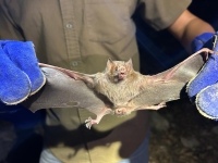 Aplican medidas para control del murciélago