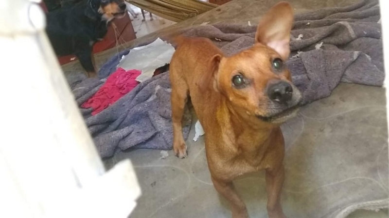 Vecinos denuncian perros abandonados en Tixcacal Opichén