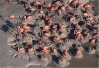 Reportan nacimiento de polluelos de flamenco rosado