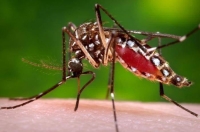 Covid-19 y dengue, doble infección que puede convivir en un solo paciente