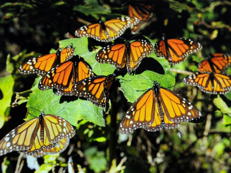 Mariposas monarca inician su llegada a México