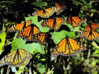 Mariposas monarca inician su llegada a México