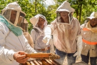 Promueve Verónica Camino precio de garantía para apicultores