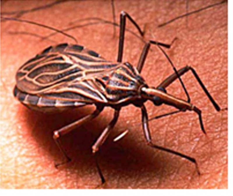 Diseñan nanopartículas para infectar al parásito que causa mal de Chagas