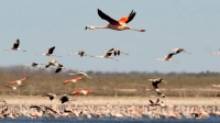 México, país predilecto para aves migratorias