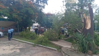Rayo derriba &aacute;rbol en Kanas&iacute;n
