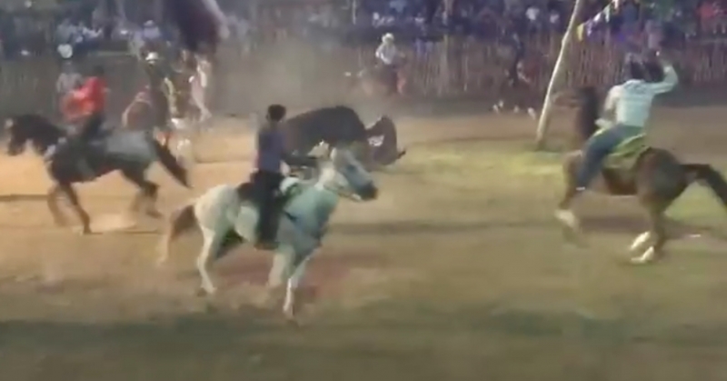 Muere caballo en torneo de lazo en Tezomón