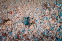 Liberan tortugas en playas de Progreso