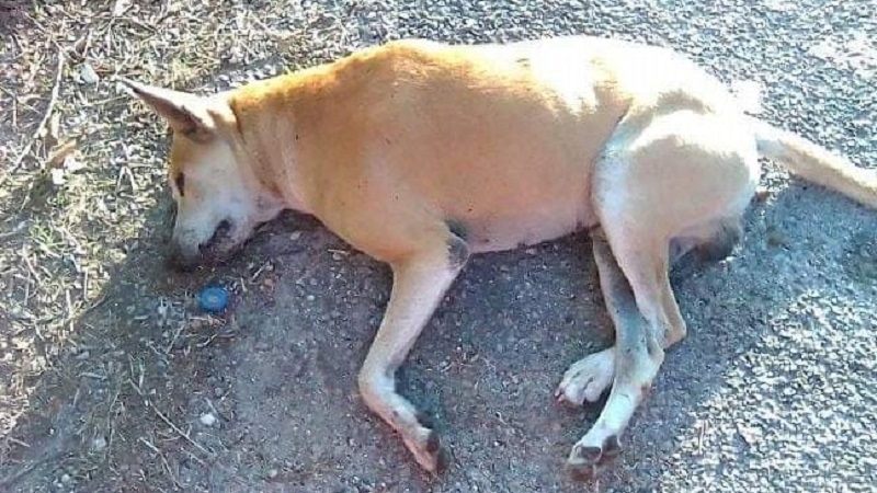 Envenenan perros en Cacalchén